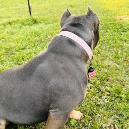 3 Year Old Female Pocket American Bully for Adoption in Montgomery, al