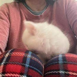 Siberian Kittens - Hypoallergenic and Playful in Newton, nj