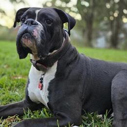 Boxer Stud Available: AKC Registered Sealed Brindle Male in Montgomery, al