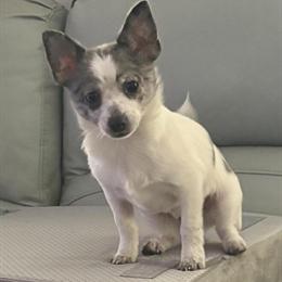 Chihuahua Male Blue and White Merle Available Now in Raleigh, nc