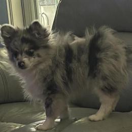 Long Coat Male Blue and White Merle Chihuahua Ready for a Forever Home in Raleigh, nc