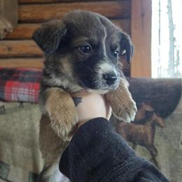 German Shepherd and Mini Australian Shepherd Puppies in Farwell, mi