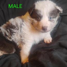 Australian Shepherd Puppies Ready for New Homes in Grand Blanc, mi