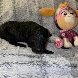 Goldendoodle Puppies Available - 6 Left! in Bowling Green, oh