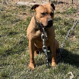 American Bully Beanie Mac - Female, 2 Years Old in Dayton, oh