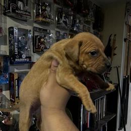 ADBA Registered Puppies: Blackjack, Tramp, Rocca & RBJ Cross in Dayton, oh