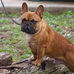 Adolf-Bull X-Rated Stud Service Available in Dayton, oh