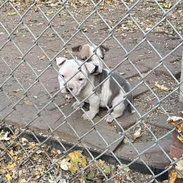 Female Pocket American Bully for Sale in Richmond, va