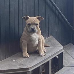 Female American Bully Available with Great Pedigree in Richmond, va