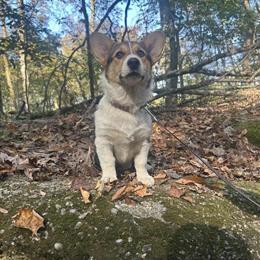 Future Stud Opportunity for Callie in Akron, oh