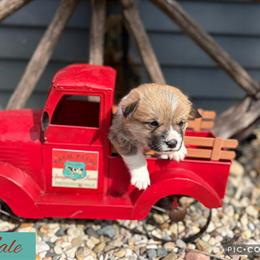 Pembroke Corgi Puppies Ready for New Homes in Hopkins, mi
