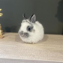Netherland Dwarf Bunnies Ready Before Easter in Pasadena, md
