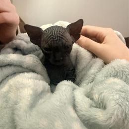 Sphynx Kittens Coming Soon with Limited Time Pricing in Florence, ky