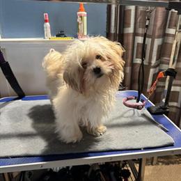 Shih Tzu - Playful 6 Month Old Male in Paw Paw, mi