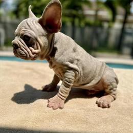 French Bulldog Puppies with Big Rope Velvet in Orlando, fl