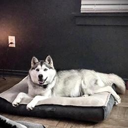 Siberian Husky Female Faye Free to a Good Home in West Branch, mi
