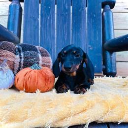 Mini Dachshund Puppies Available in Gainesville, fl