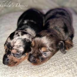 Miniature Dapple Dachshund Puppies Available in Gainesville, fl
