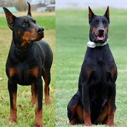 European Doberman Puppies Available in Muncie, in