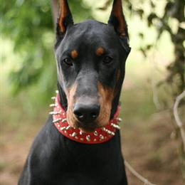 Doberman Puppy Waiting List - Excellent Family Dogs in Fort Worth, tx