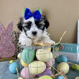 Maltese Shih Tzu Puppies Waiting List Now Open in Fort Worth, tx