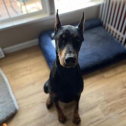 AKC Doberman Stud Service - Black/Rust, Gentle Natured in Fort Worth, tx