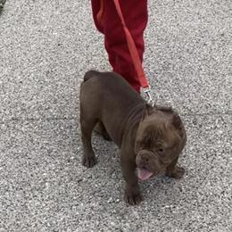 Micro Bully for Sale in Lansing, mi