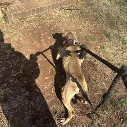 3 Year Old Female American Bully Available in Greenville, sc