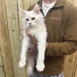 Maine Coons Ready for Adoption in Cleveland, tn