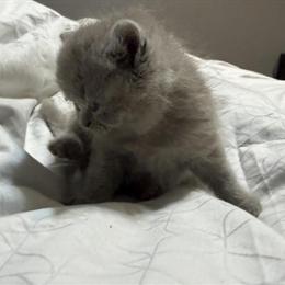 Exotic Lilac Kitten Ready in May in Palm Coast, fl