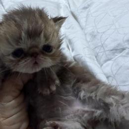 Persian Chocolate Tabby Kitten for Adoption in Palm Coast, fl