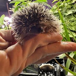 Guinea Pigs for Sale in Canal Fulton, oh