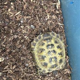 Russian Tortoise Pair: Male and Female in Canal Fulton, oh