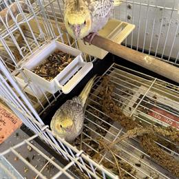 Cockatiels - Hand Fed Baby Birds Ready for New Homes in Canal Fulton, oh