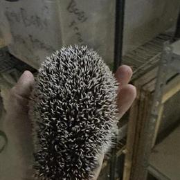 Hedgehog - Young Adult Female Hedgehogs for Rehoming in Canal Fulton, oh