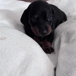 Miniature Dachshund Puppy - Smooth Coat - Black & Tan - Ohio in Newton Falls, oh