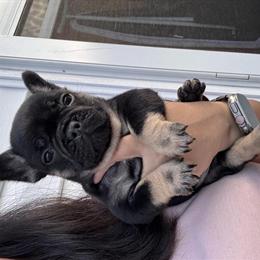 AKC French Bulldog Puppies Available in High Point, nc