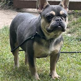 3 Female Merle Puppies Available in Morley, mi