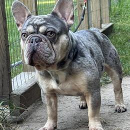 Male Merle Puppy Available in Morley, mi