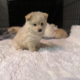 Pomeranian Puppies Available in Detroit, mi