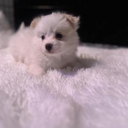 Pomeranian Puppies Available for Rehoming in Detroit, mi