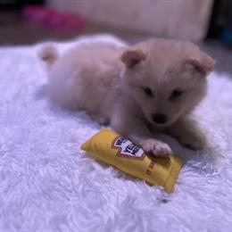 Pomeranian Puppies Ready for New Homes on February 14th, 2026 in Detroit, mi