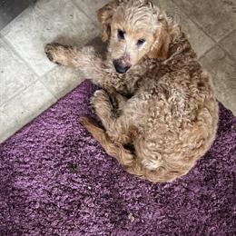 Labradoodle - Meet Honey, a Sweet 5-Month-Old in Newark, oh