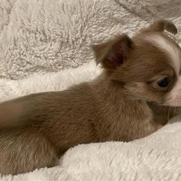 Chihuahua Male Puppy - Tiny Long Coat Ready for New Home in Battle Creek, mi