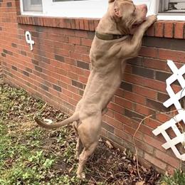 4 Year Old Male American Bully Looking for a New Home in Painesville, oh