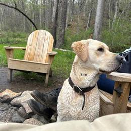 Labrador Retriever Stud Service - Champion Bloodline in Mechanicsville, va