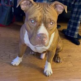 Bully Pups for Sale in Atlanta, ga