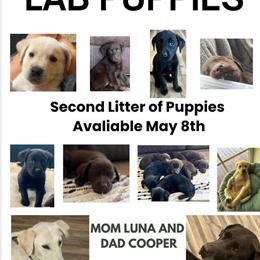 Labrador Retriever Puppies Ready for Forever Homes on May 8th in Athens, oh