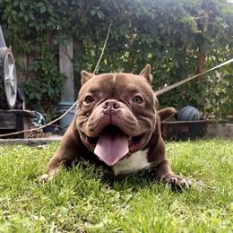American Bully Stud Available in Houston, tx