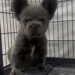Fluffy French Bulldog Puppy Ready for a New Home in Houston, tx